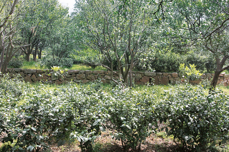 茶子树亩产量多少 – 了解茶子树产量的秘密
