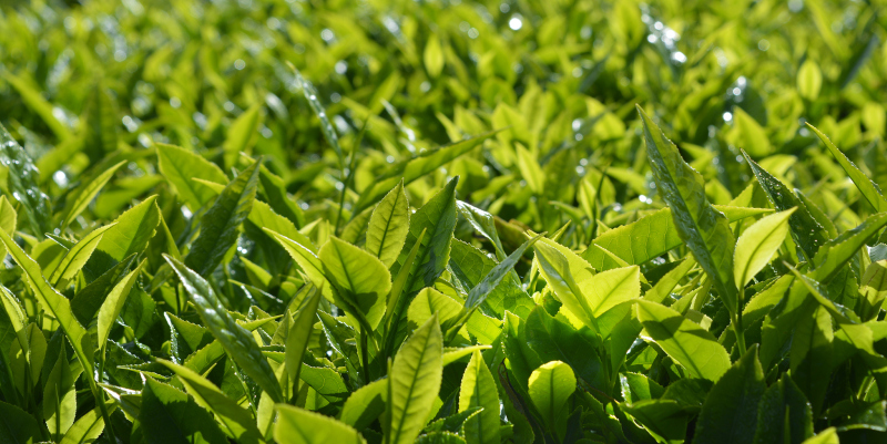 如何让黑骨茶发芽？这里有几种简便的方法