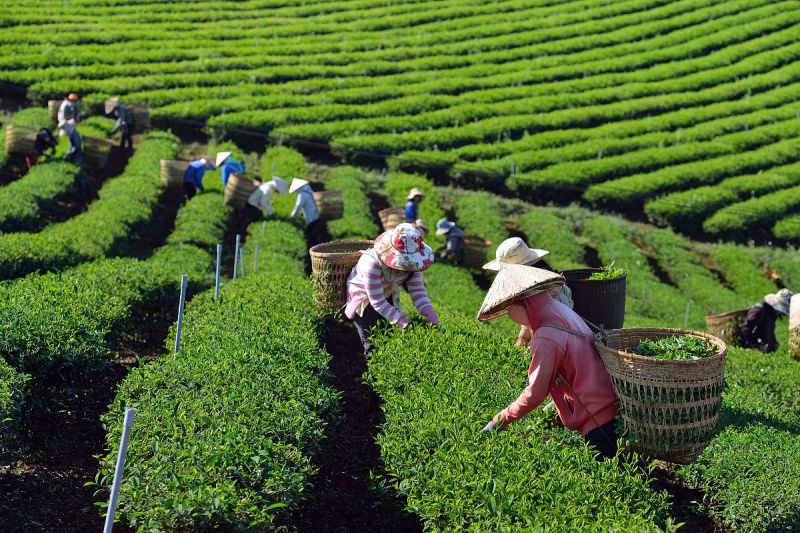 丽江拉市海马帮茶：云南茶叶中的珍品