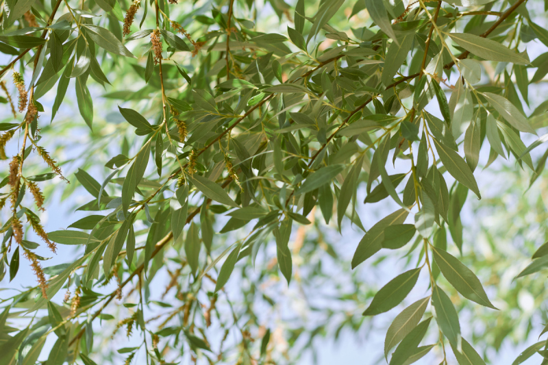 柳树叶能当茶喝吗：探索柳树叶泡茶的秘密