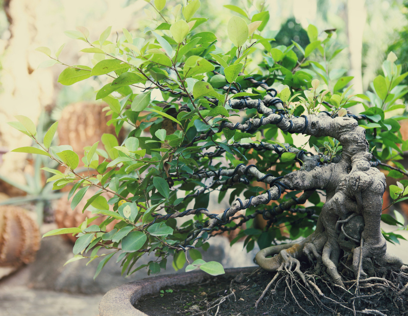 黑骨茶什么时候开花：植株生长周期和生命特征