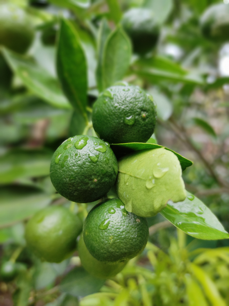 茶枝柑是橘子吗？一文搞定！