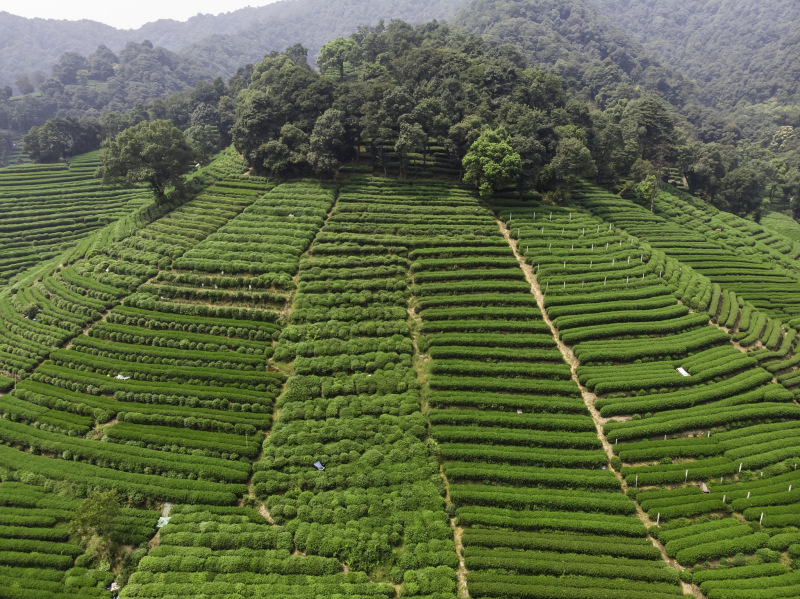 绿茶有哪几种茶叶：完整介绍绿茶世界