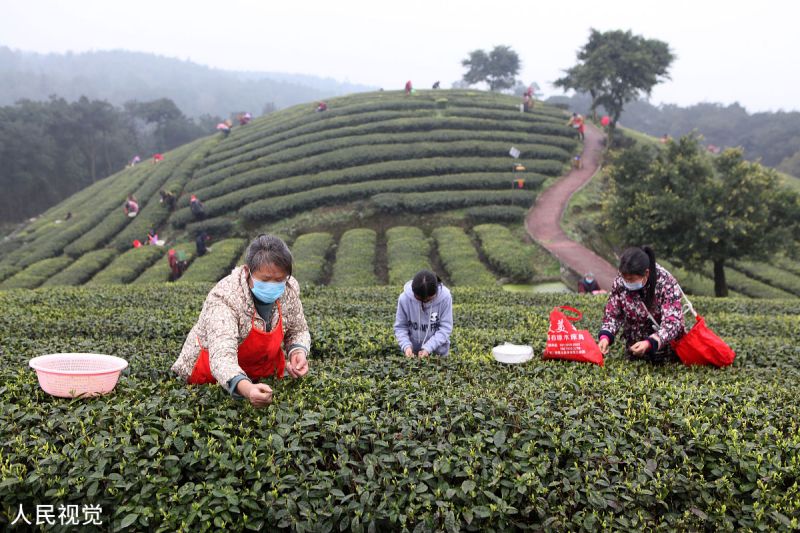 永川茶旅公司：品茶旅游，尝遍天下好茶！