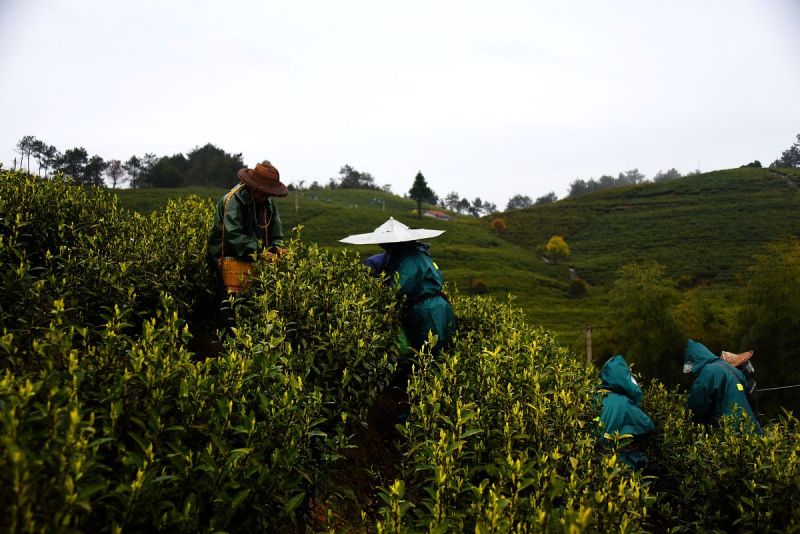 金骏眉梅占是什么茶- 一款口感独特、香味浓郁的茶