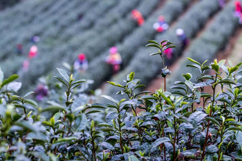 花坞茶新满市香：一个香气四溢的港口小镇
