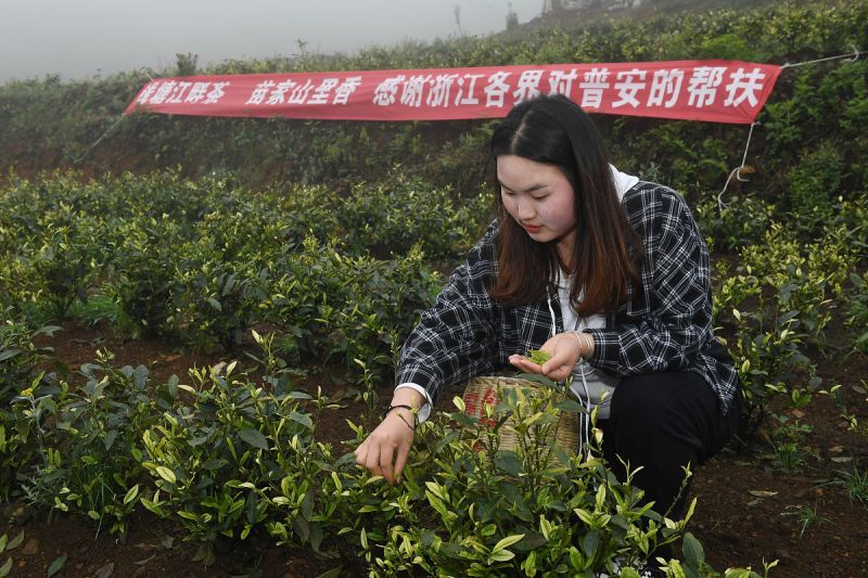 下载永川茶竹人才网- 解决茶竹人才招聘难题
