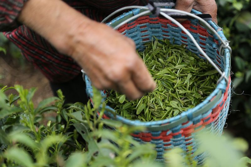 恩施藤茶介绍：一种神秘而美妙的饮品