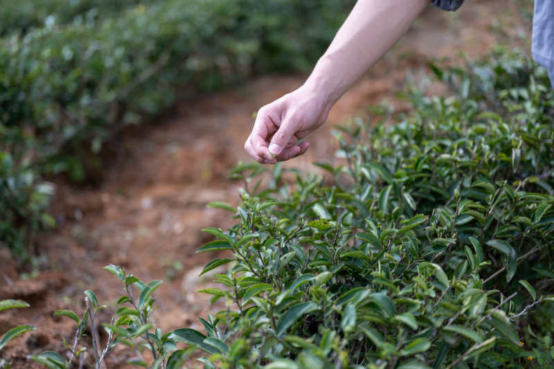 发现黑骨茶：一种独特的饮茶体验与丰富的功效