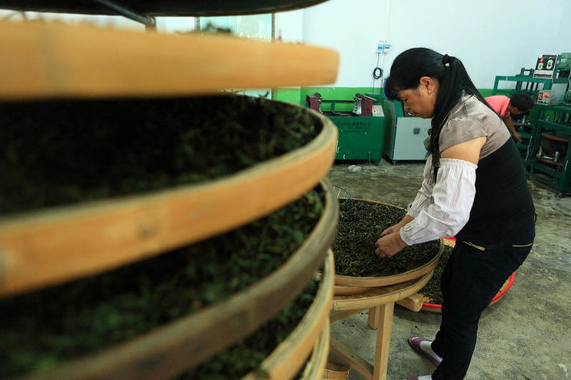 铁观音传统工艺和现代工艺的区别：了解传统与现代工艺的不同之处
