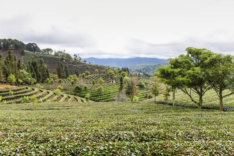 普洱茶的几大产区：探索这些独特茶品的故乡