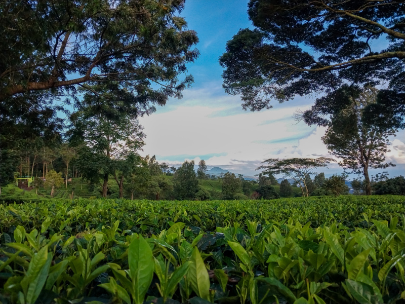 牡丹花茶 - 认识特级牡丹花茶