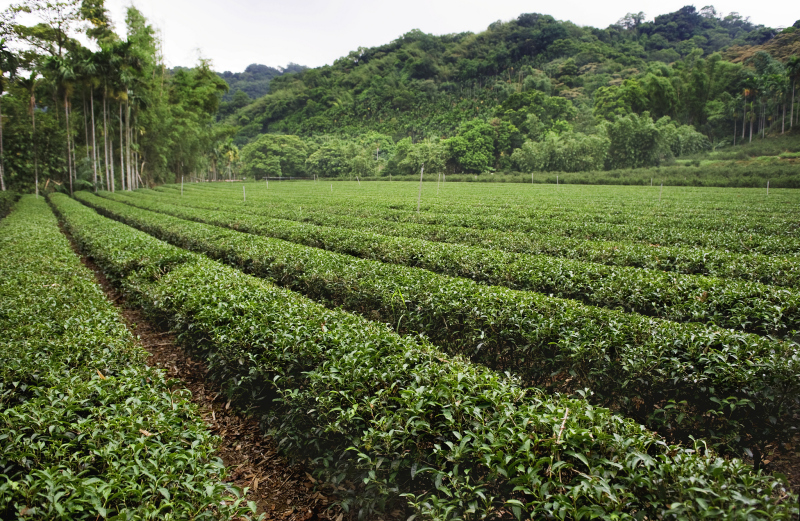 探索广东茶叶产地：文化背景、种植特点与品质