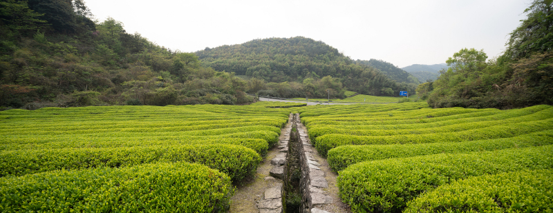 难忘的龙坞茶镇九街之旅：品茶、购物与美食