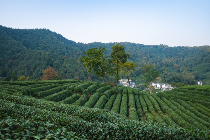 龙井茶5大产区：为你全面介绍龙井茶的源头地与产区特点