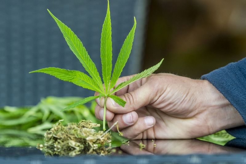 喝什么茶补肾效果最好