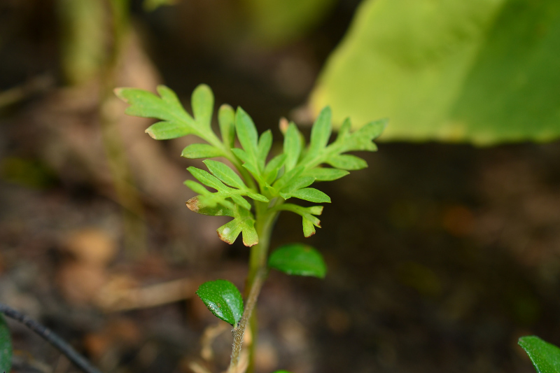 碧生源常菁茶功效 - 助你远离疾病