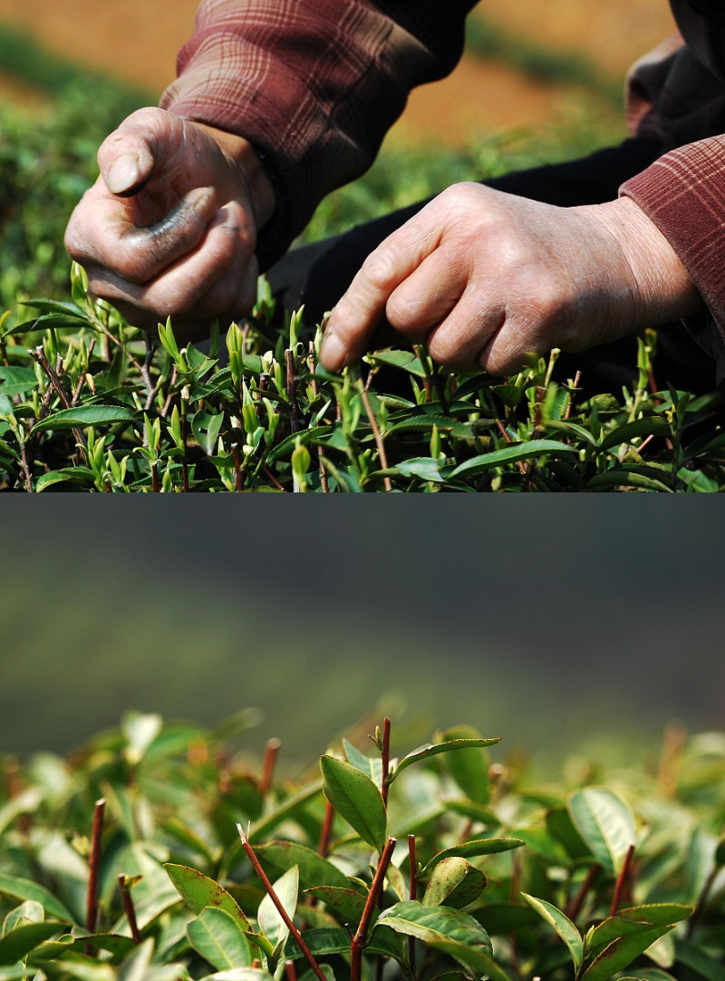 阿里山顶湖茶：台湾高山茶的一颗明珠