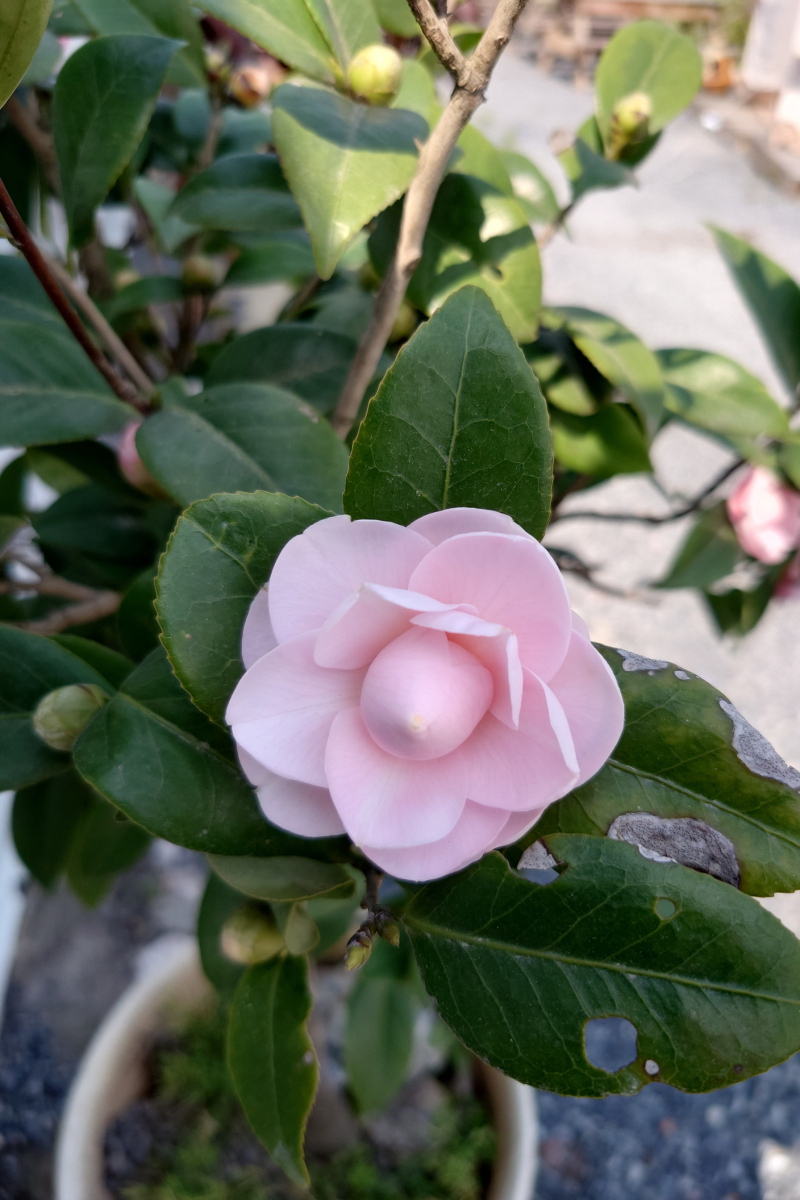 茶花叶发黄落叶是什么原因？：茶花叶子变黄的原因及处理方法