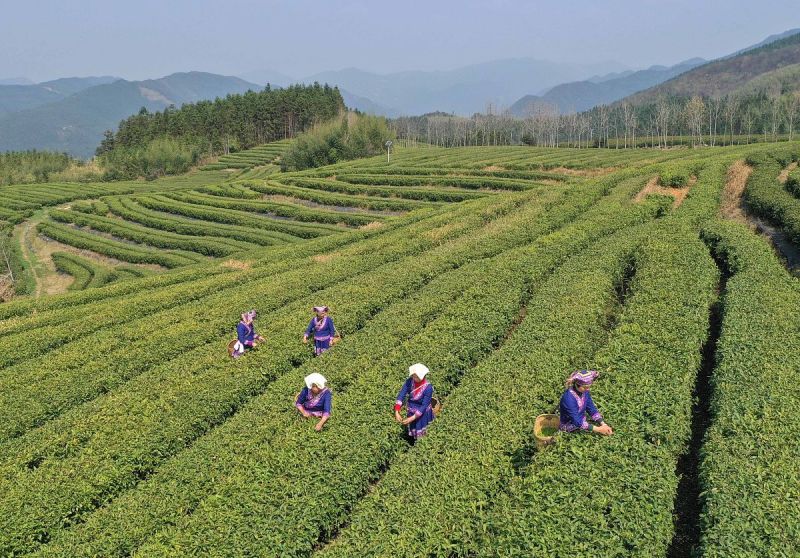 陕西紫阳茶简介：品味纯正的中国茶文化