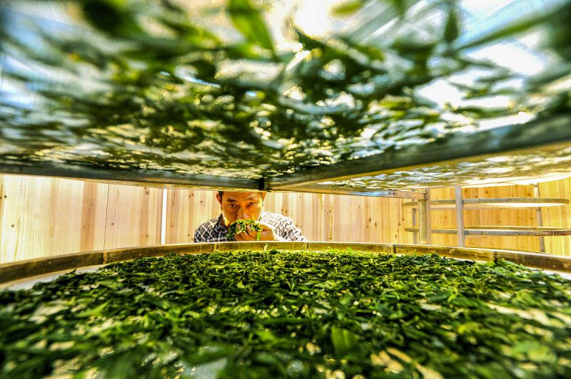 日晒茶属于什么茶？了解日晒茶的特点和功效