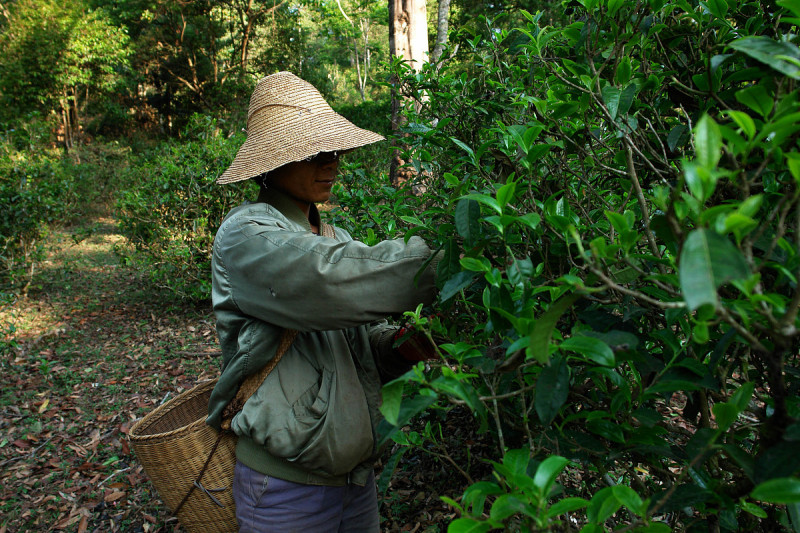 單獨支撐億萬生態的邦崴古樹茶，在哪個山頭？