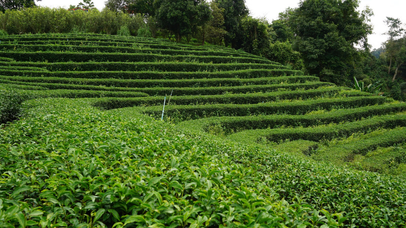 湖南安化黑茶砖茶–一种独特的茶叶
