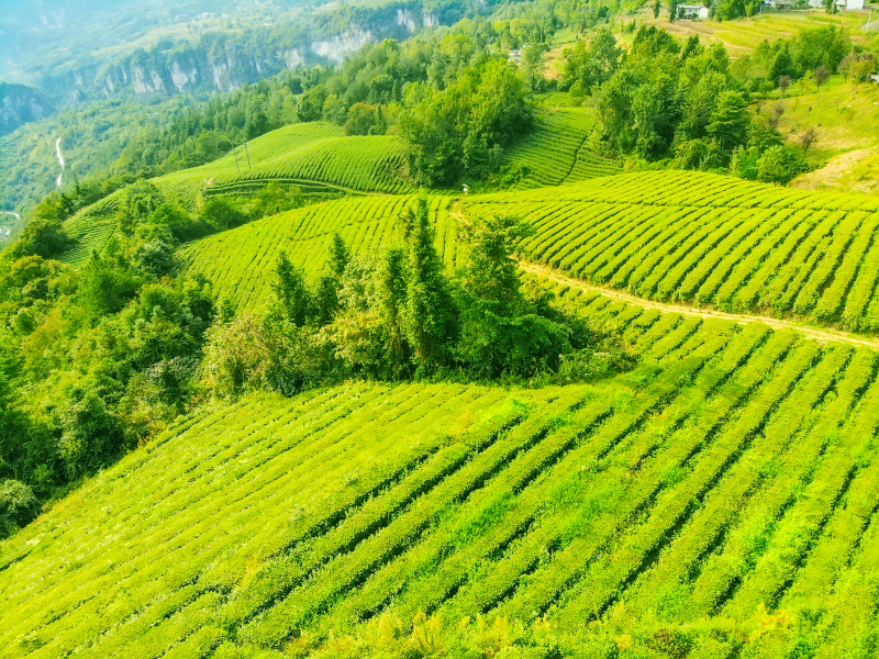 青山绿水茶图片- 带来清新自然的茶道体验