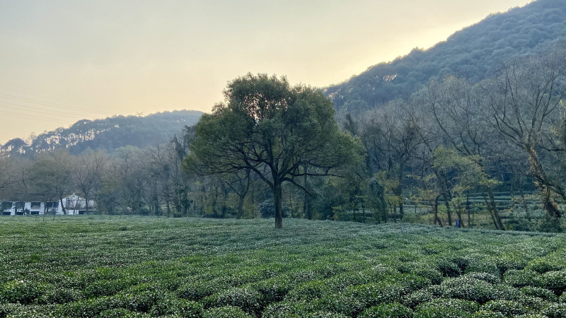 四大名茶之一龙井茶产地是：历史、文化与饮用方式