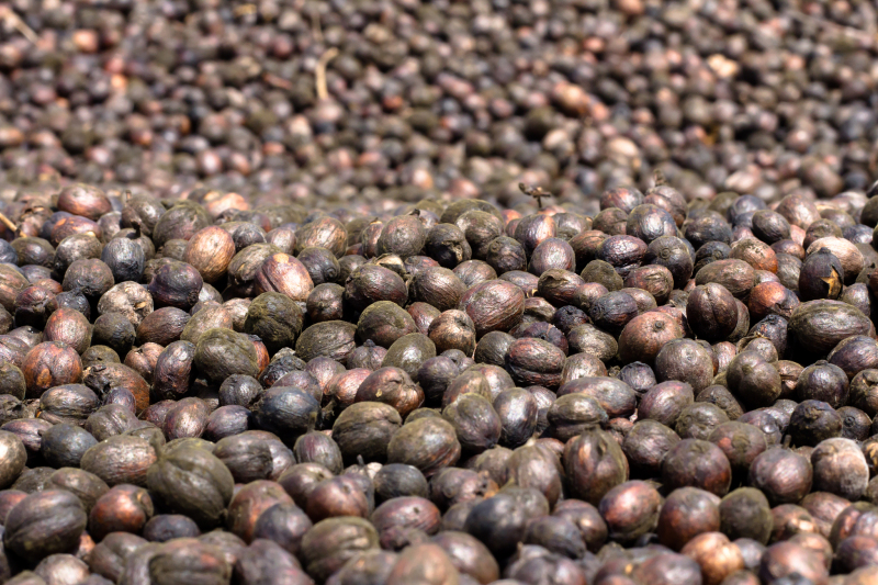 茶籽壳泡茶有什么功效 茶籽壳泡茶有什么功效