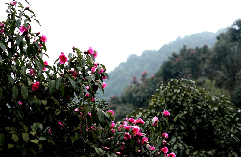 梧州茶花园有什么得玩- 一份让你流连忘返的景点指南
