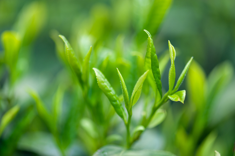 茶产业有哪些：从传统到现代茶叶产业探究