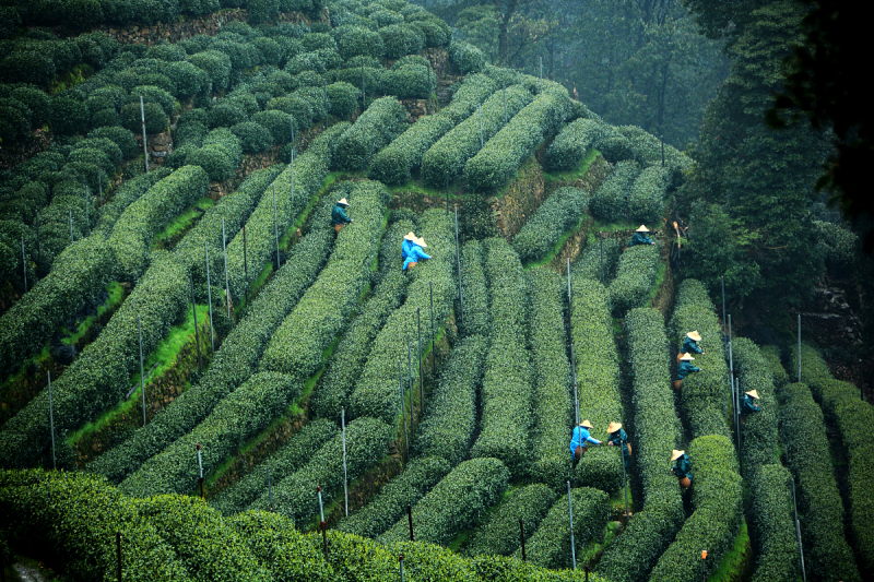 紫砂壶大红袍适合泡什么茶：对砂壶和大红袍茶的完美搭配