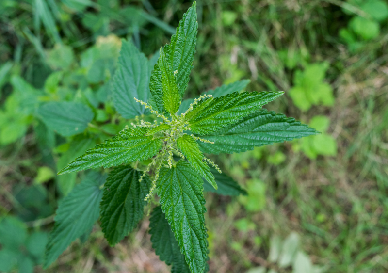 世界上最好的组合：黑枸杞和普洱茶