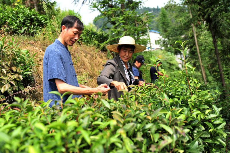 盛世金茯黑茶：开启口感盛宴