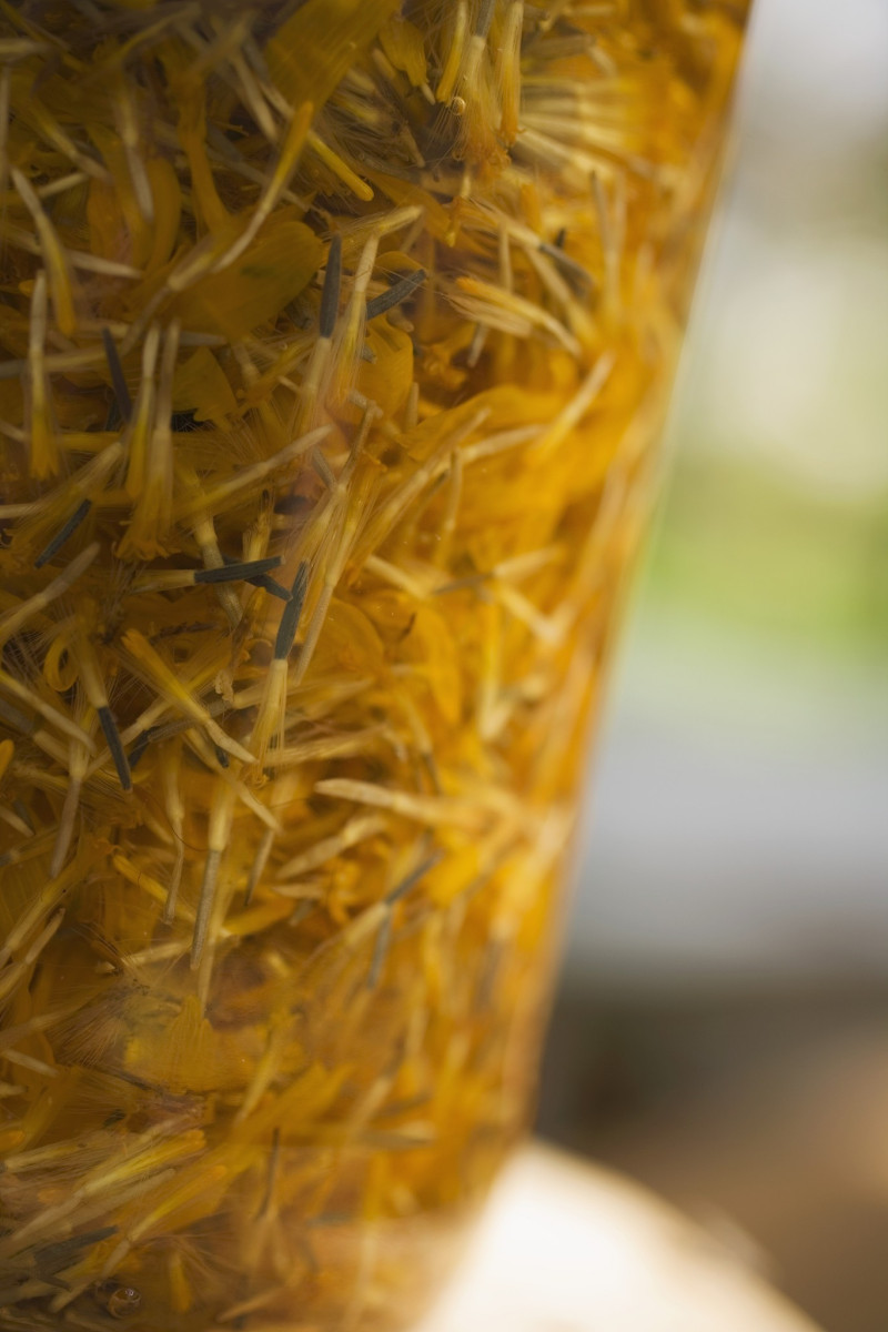玉米须茶加工：让玉米须变成美味的茶饮