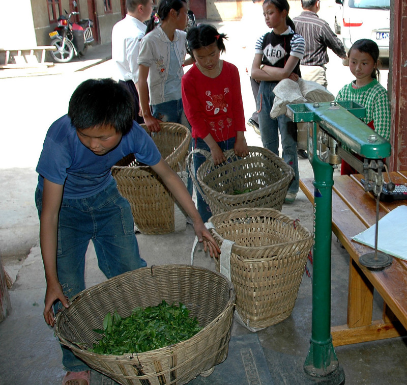 马边荞坝贡茶价格 非常实惠，品质优良