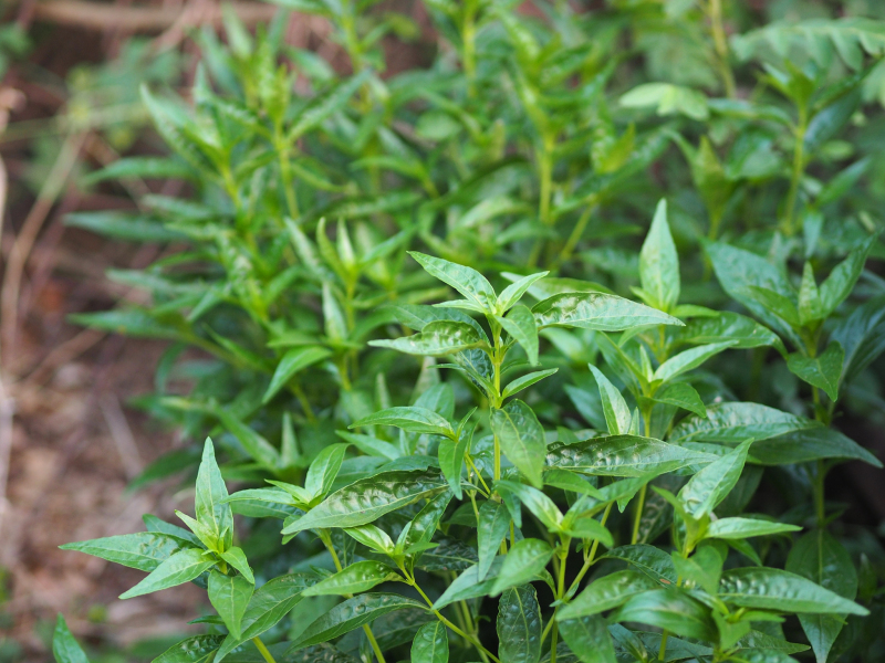 穿心茶是什么？了解穿心茶的定义、用途和功效