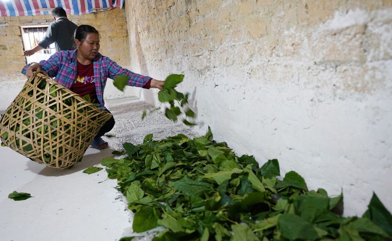 桑叶茶如何加工：简单易学的制作方法