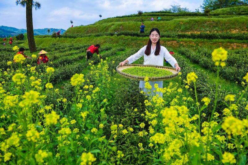 湖南茶香花海：香气四溢，视觉享受的天堂