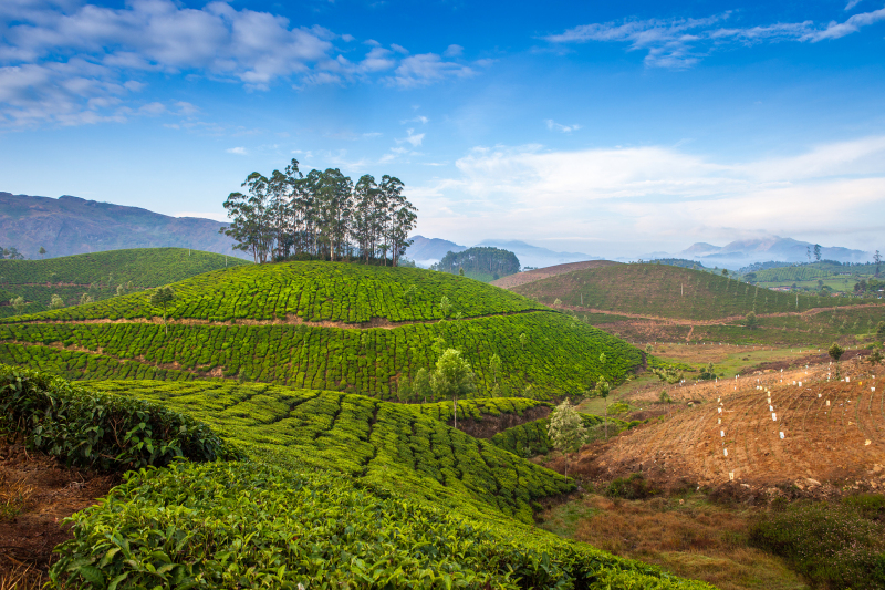 耿马茶古树茶：品尝中国最好的茶之一