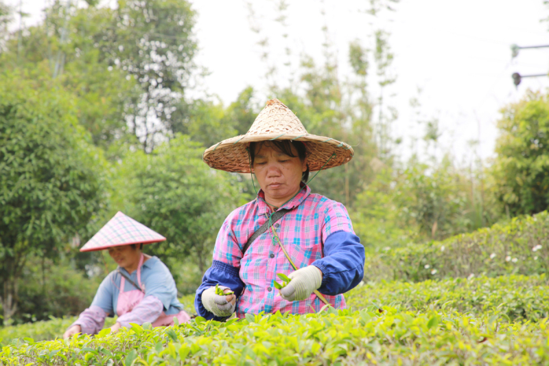 郑莲英茶叶价格：如何辨别高质量的郑莲英茶叶产品？