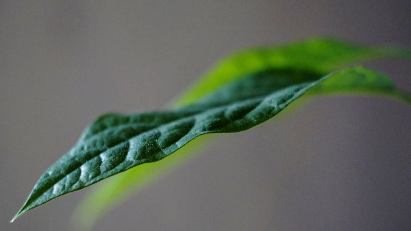 茶叶里有虫子还能喝吗：真相揭秘