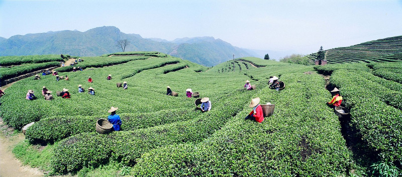镇康县茶叶属于什么茶- 了解云南茶文化