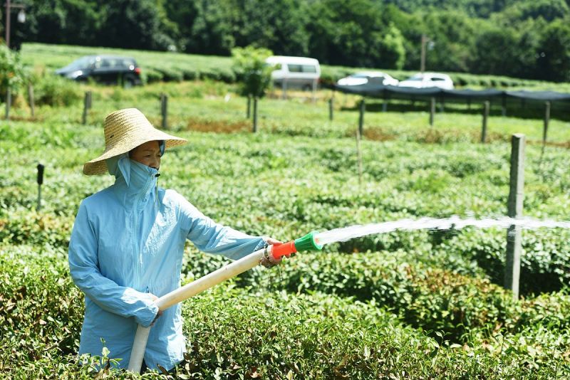 龙井茶打农药吗 - 了解龙井茶的生产过程和安全性
