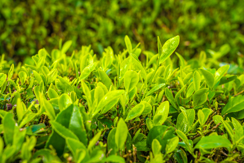 茶叶适合什么土壤？了解茶叶种植的土壤要求