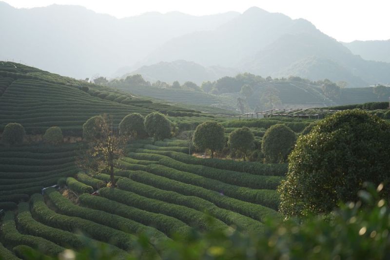 黄山毛峰产地哪里最好： 探寻黄山毛峰茶的产地及其品质