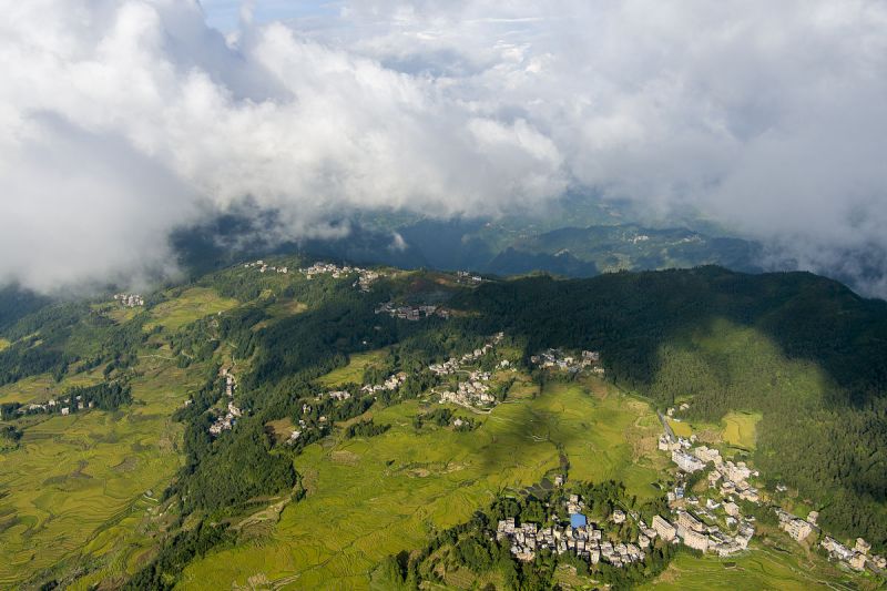 毛冬青茶叶产地哪里的：品尝来自云南山区的天然好茶