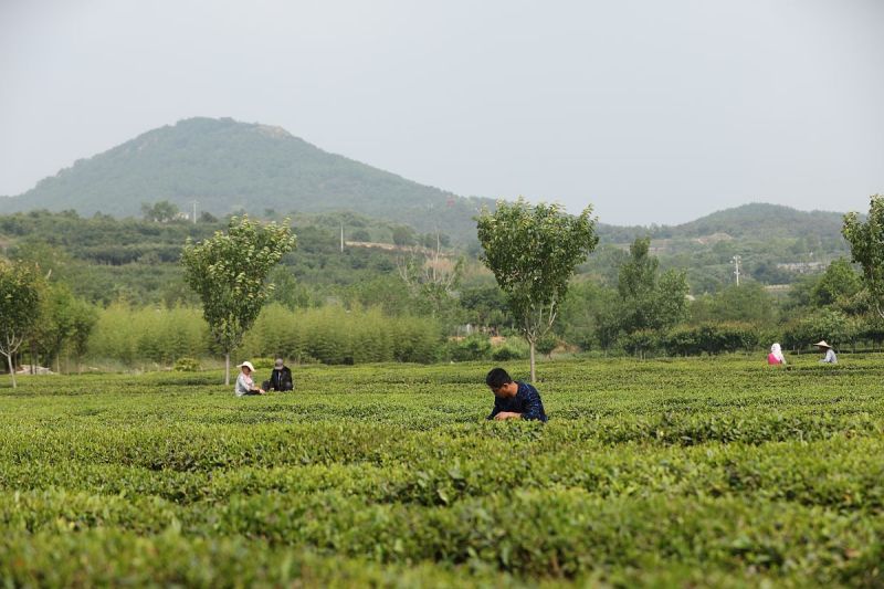 了解泰安茶溪谷茶叶价格：茶叶品质与价格的联系