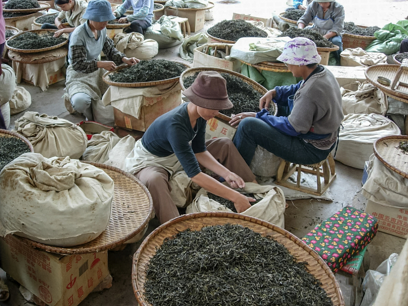 云南茶叶产区分布和口感区别：品尝美妙的茶叶之旅
